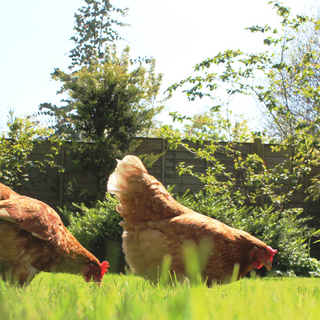 9 Ways to Keep Chickens From Leaving Your Yard