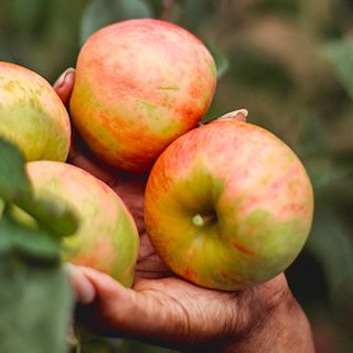 Apple Picking In San Diego: Top U-Pick Apple Farms and Orchards