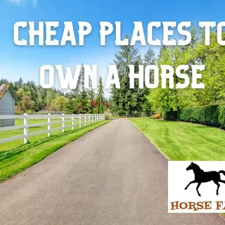 Where Is The Cheapest Place To Own A Horse In The U.S.? | Horse FAQ's