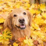 What You Need To Know About 'Bark in the Park' in Sioux Falls