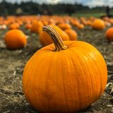 9 Metro Detroit Pumpkin Patches to Find Your Perfect Gourd for Halloween - Hour Detroit Magazine