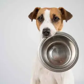 The Best Foods For Your Dog: Everything You Need To Know