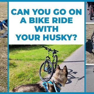 Can you go on a bike ride with your husky?