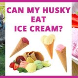 Can my husky eat ice cream?