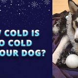 How cold is too cold for your dog?