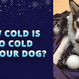 How cold is too cold for your dog?