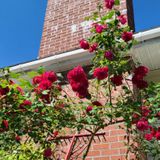 Why are my roses growing so tall and becoming leggy?