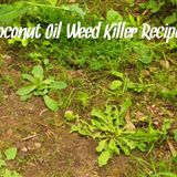 Coconut Oil Weed Killer Recipe