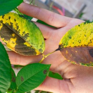 Why are my rose leaves turning yellow? (and how to fix it)