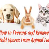 How To Remove Mold Spores From Animal Fur