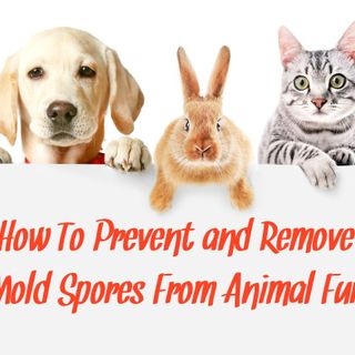 How To Remove Mold Spores From Animal Fur