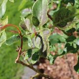 Why are my roses drooping and wilting? (and how to save it)