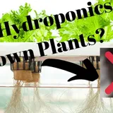 How Does Hydroponics Not Drown Plants? - Hydroponicsspace