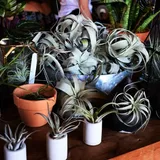 How Do You Take Care Of Air Plants? 9 Easy Care Tips For Beginners - Hydroponic Orchids