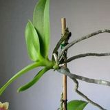 How To Get A Keiki On My Orchid