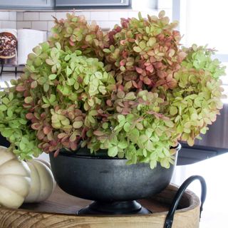 How To Dry Limelight Hydrangeas For Lovely Arrangements