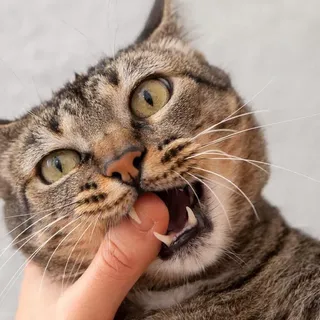 Kat overleeft 2 maanden door overleden baasje op te eten