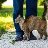 How To Choose The Right Cat: A Guide To Finding Your Perfect Feline Companion