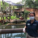 How The Houston Zoo — And Its Animals — Are Coping With COVID-19 | Houston Public Media