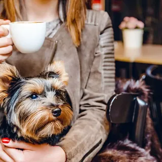 20 Dog Friendly Coffee Shops In Houston, Tx - Just Vibe Houston