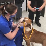 Houston SPCA released animal abuse videos to educate the public