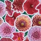 Make Flower Stickers With Your iPhone and Cricut - Katherine Learns Stuff!