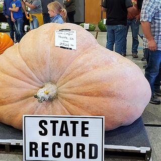 Check Out Enormous Pumpkins This Weekend in Jones County