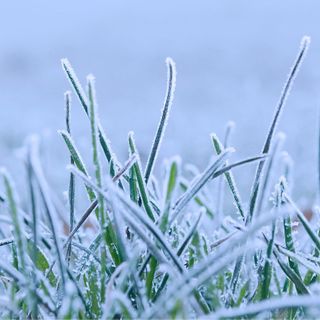 Southeast Wyoming Facing Freeze Watch Thursday, Friday Night