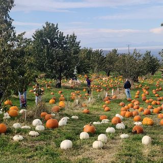 Pumpkin Picking Fun on the Farm Is a Day-Trip Worthy Drive From El Paso