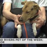 Grand Rivers Pet of the week: Meet Taylor!