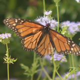 Hundreds of monarchs expected to fly through Abilene as they migrate south for the winter