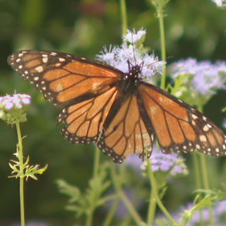 Hundreds of monarchs expected to fly through Abilene as they migrate south for the winter