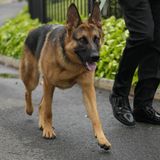 Biden's Unhinged Dog That Was Biting Everyone Is Removed From the White House