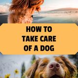 How to Take Care of a Dog - Complete Guide - 2023