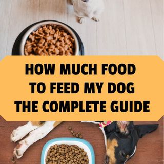 How Much Food to Feed My Dog? Complete Dog Feeding Guide