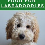 Best Food for Labradoodles - 2023 Tested And Tried!