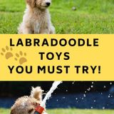 12 Great Labradoodle Toys You Must Try - And What to Avoid!