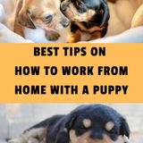 25 Best Tips on How To Work From Home With a Puppy