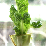 20 kitchen scraps you can grow with kids - Laughing Kids Learn