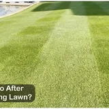 What to Do After Dethatching Lawn? Complete Guide - LawnAsk