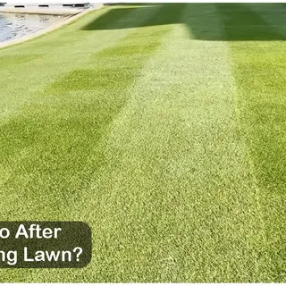 What to Do After Dethatching Lawn? Complete Guide - LawnAsk