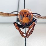 No ’murder hornets’ in Alabama yet, cooperative system says