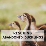 What To Do If You Found A Baby Duck.