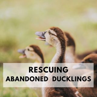 What To Do If You Found A Baby Duck.