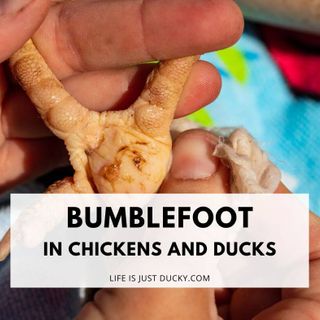 How To Prevent And Treat Bumblefoot In Ducks and Chickens?