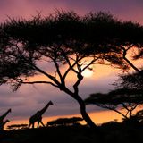 5 of The Best International Trips for Wildlife Lovers * | Lisa's Notebook