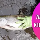 How To Humanely Kill A Fish Before Cleaning It? | Livings Cented