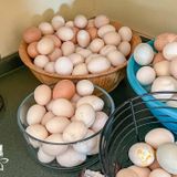 Will Raising Your Own Chickens Really Save Money on Eggs?