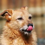 Why Does My Dog Lick Other Dog's Pee, and What Should I Do?