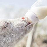 Bottle Feeding Baby Goats: What You Need to Know • Maria Louise Design